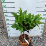 Vavrín pravý (Laurus nobilis) - bobkový list - výška 50-70 cm, kont. C2L - NA KMIENKU